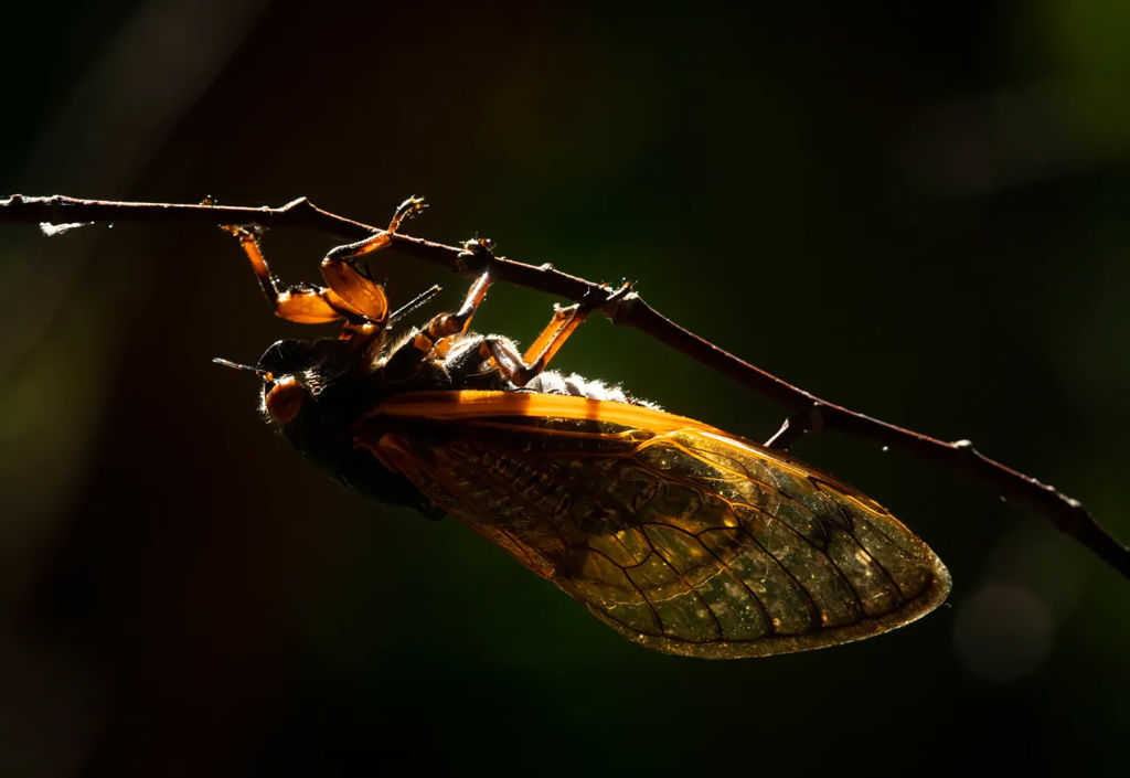 More Than a Trillion Cicadas Are Coming. Are You Ready?