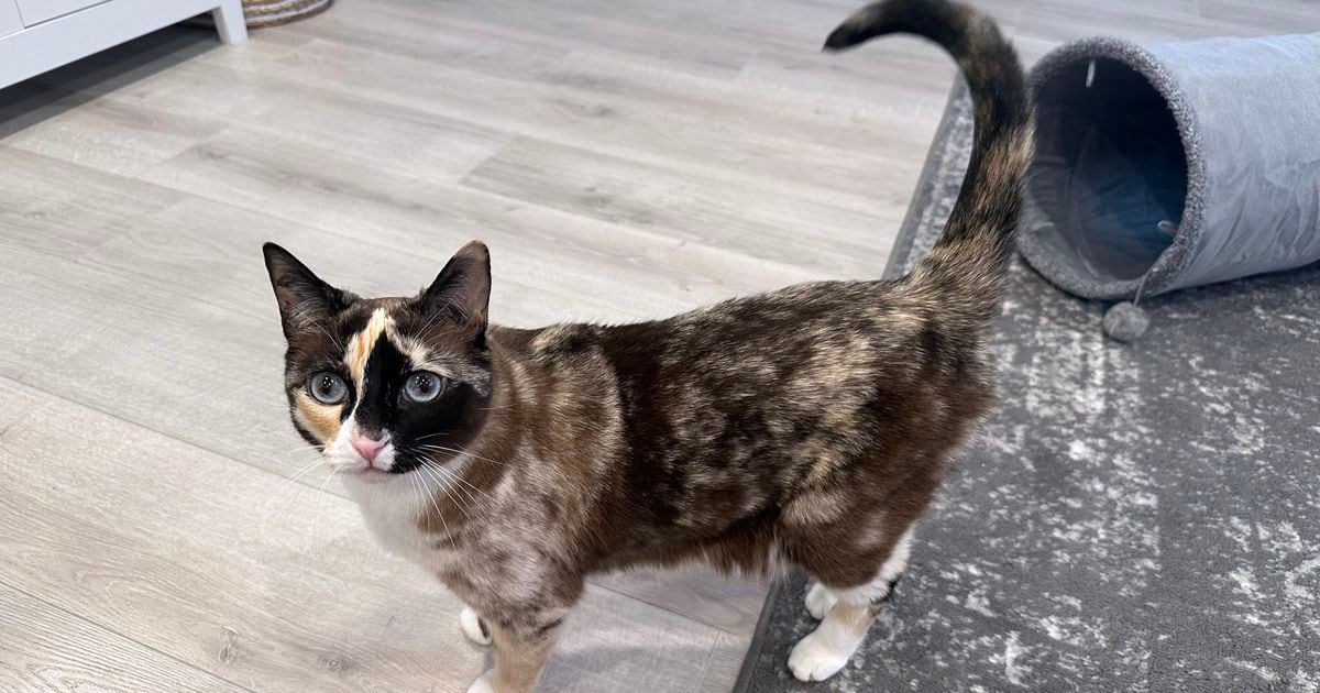 Stowaway cat from Utah shipped to California in Amazon returns package