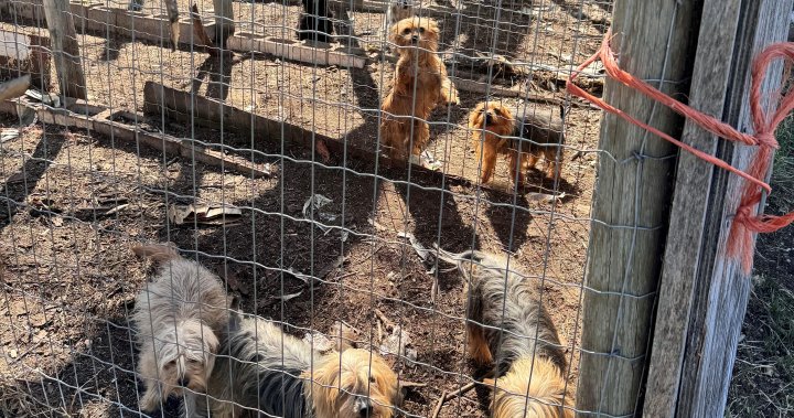 82 animals in distress seized from southern Alberta property: Alberta SPCA