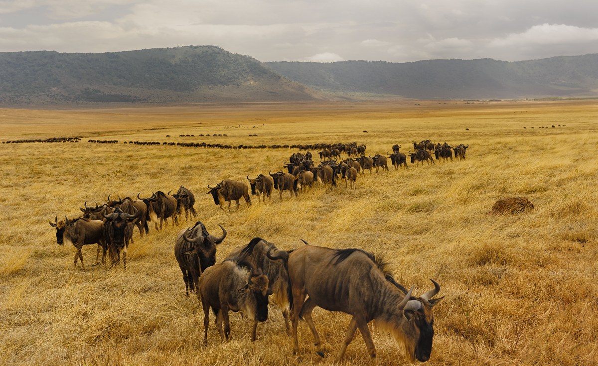 Africa's Wildebeest - Those That Can't Migrate Are Becoming Genetically Weaker - New Study