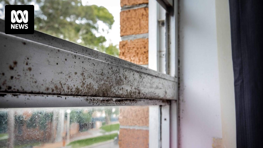 After heavy rainfall and flooding, when can people expect mould to appear in their homes?
