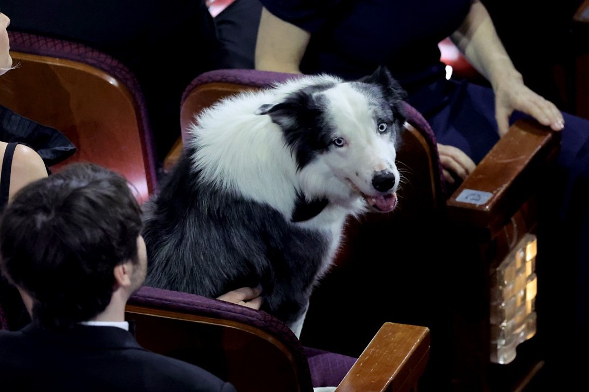 'Anatomy of a Fall' Dog Messi Steals Show at 2024 Oscars