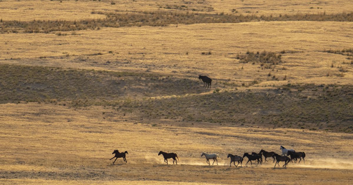 Utah wild horse roundups after hitting population targets must stop, judge rules