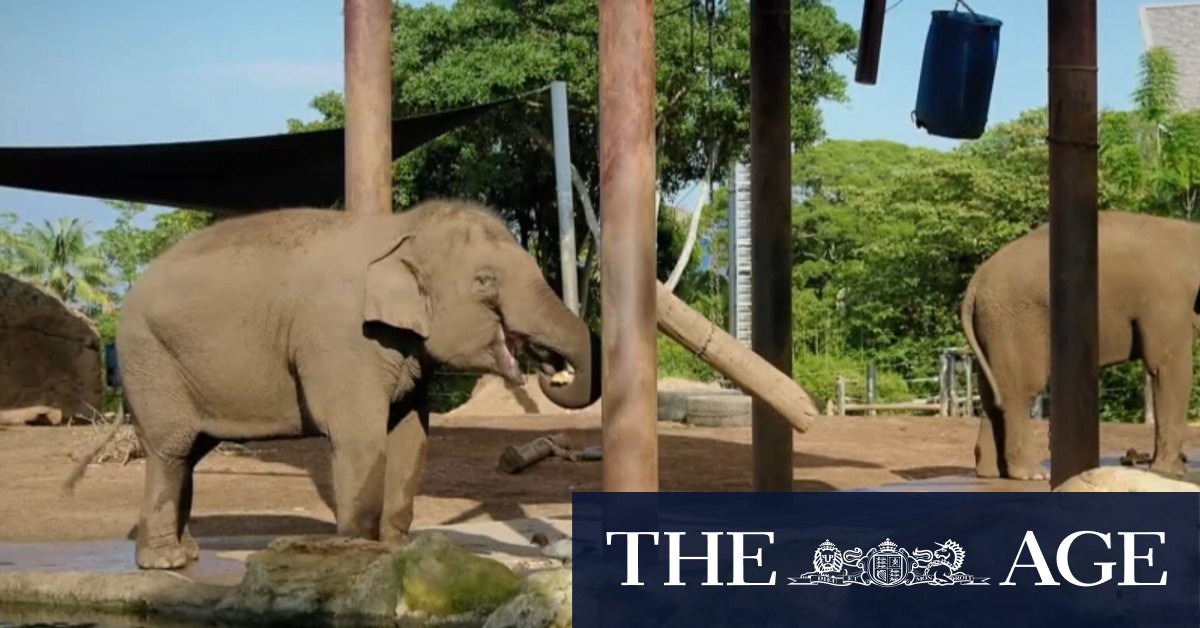 Beloved elephants to leave Taronga Zoo