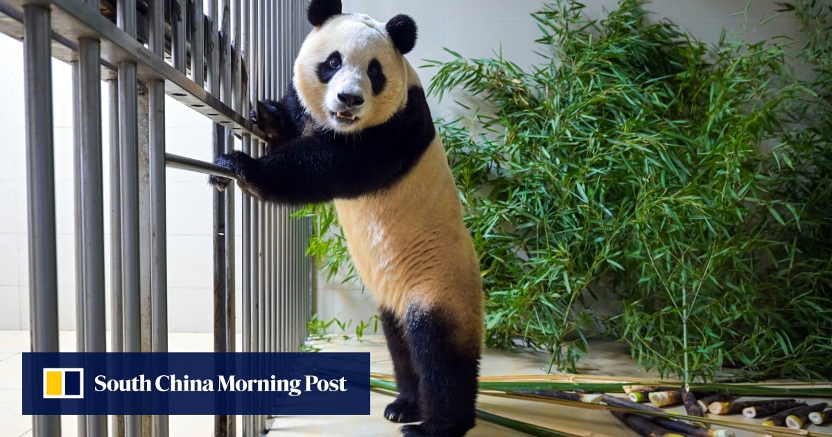Beloved panda Fu Bao starts quarantine in China after arriving from South Korea