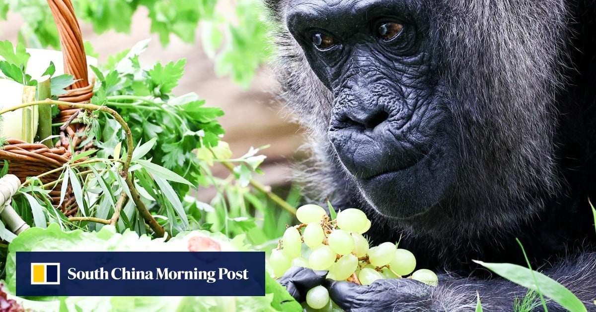 Berlin Zoo gorilla, believed to be oldest in the world, turns 67