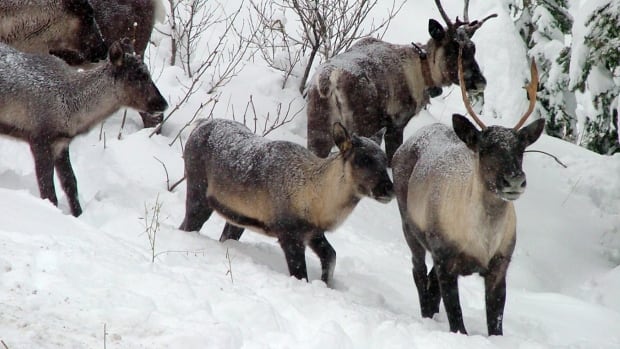 Caribou herds in B.C. and Alberta have grown nearly 50%, mostly due to wolf culls, study finds