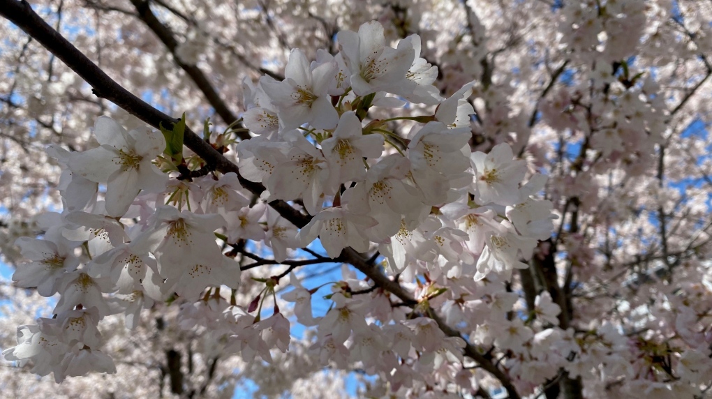 Cherry blossoms blooming in Canada: Here's what to know