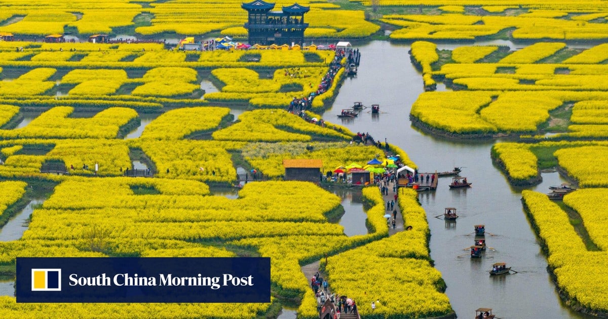 China strikes oil with new high-yield rapeseed, making strides in food security