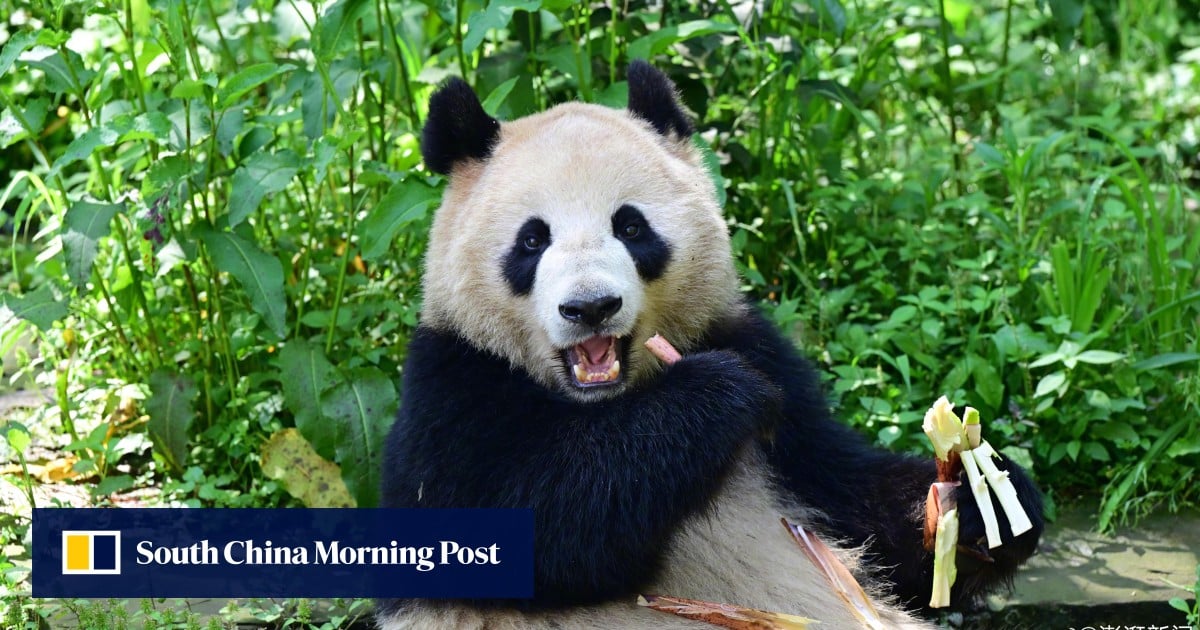 China-US relations: giant panda pair to take up residence in San Diego