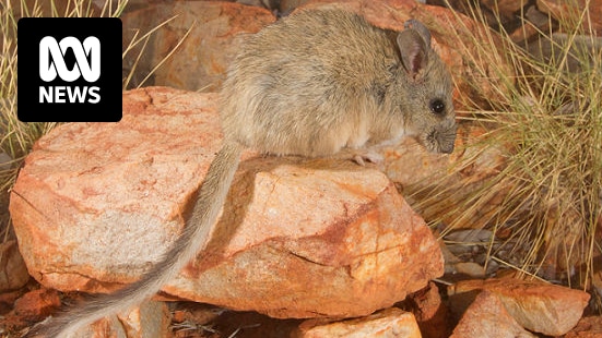 Critically endangered central rock rat found at Narwietooma and Glen Helen cattle stations in Northern Territory
