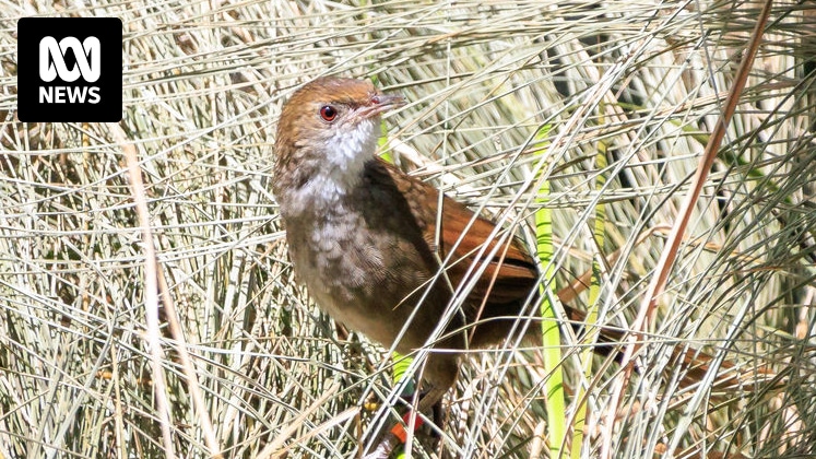 Critically endangered eastern bristlebirds bred in captivity released into Border Ranges National Park