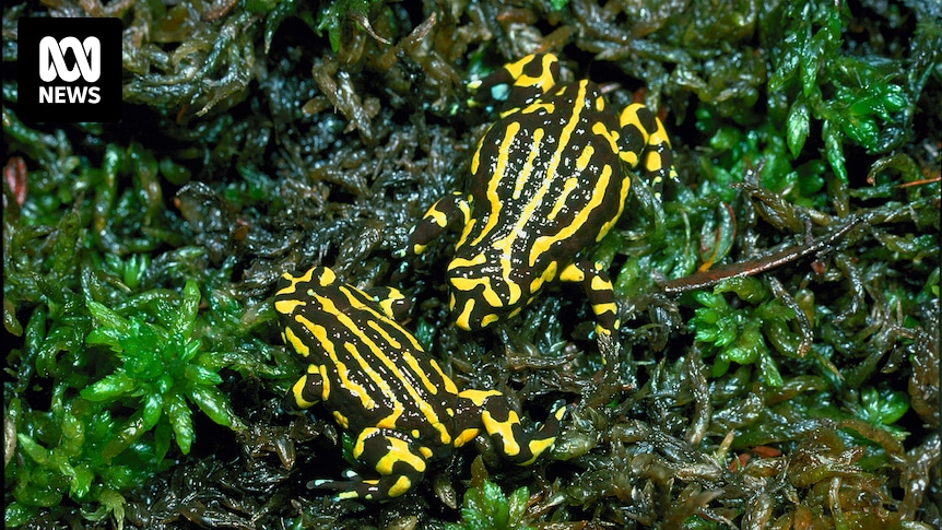 Critically endangered northern corroboree frogs spotted in Namadgi National Park for the first time in five years