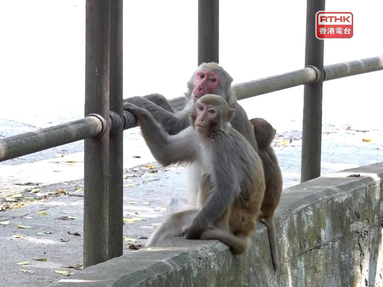 Don't feed monkeys or look them in the eye: AFCD