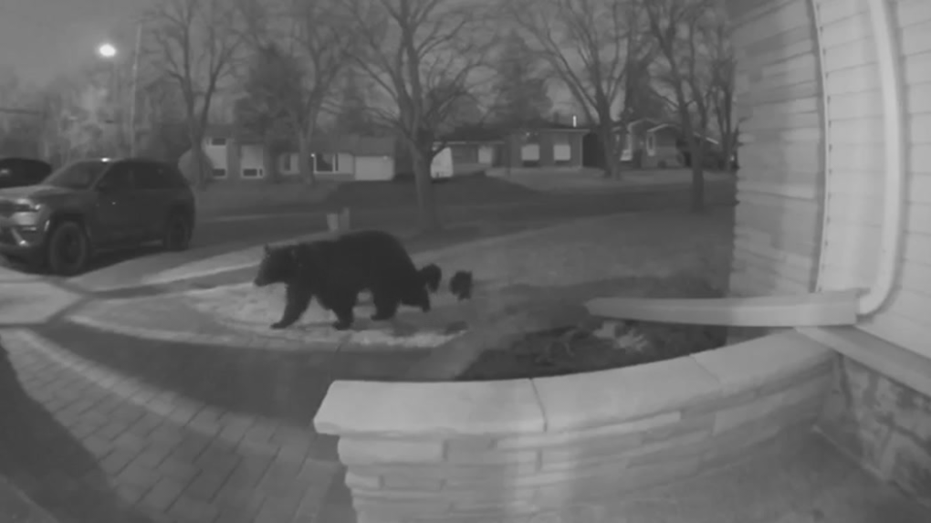 Doorbell video shows family of black bears scared off by dog in Sudbury, Ont.