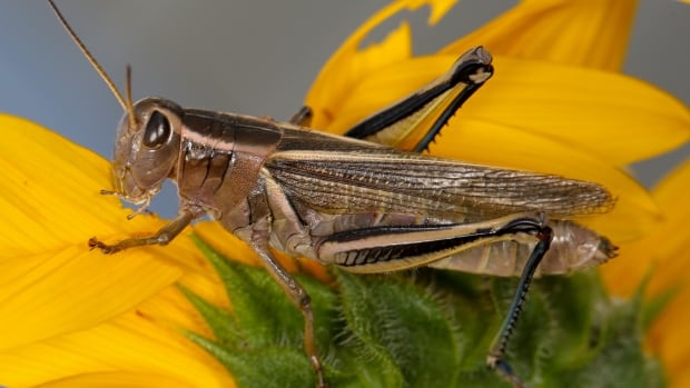 Drought puts Alberta farmers at risk of another scourge of grasshoppers