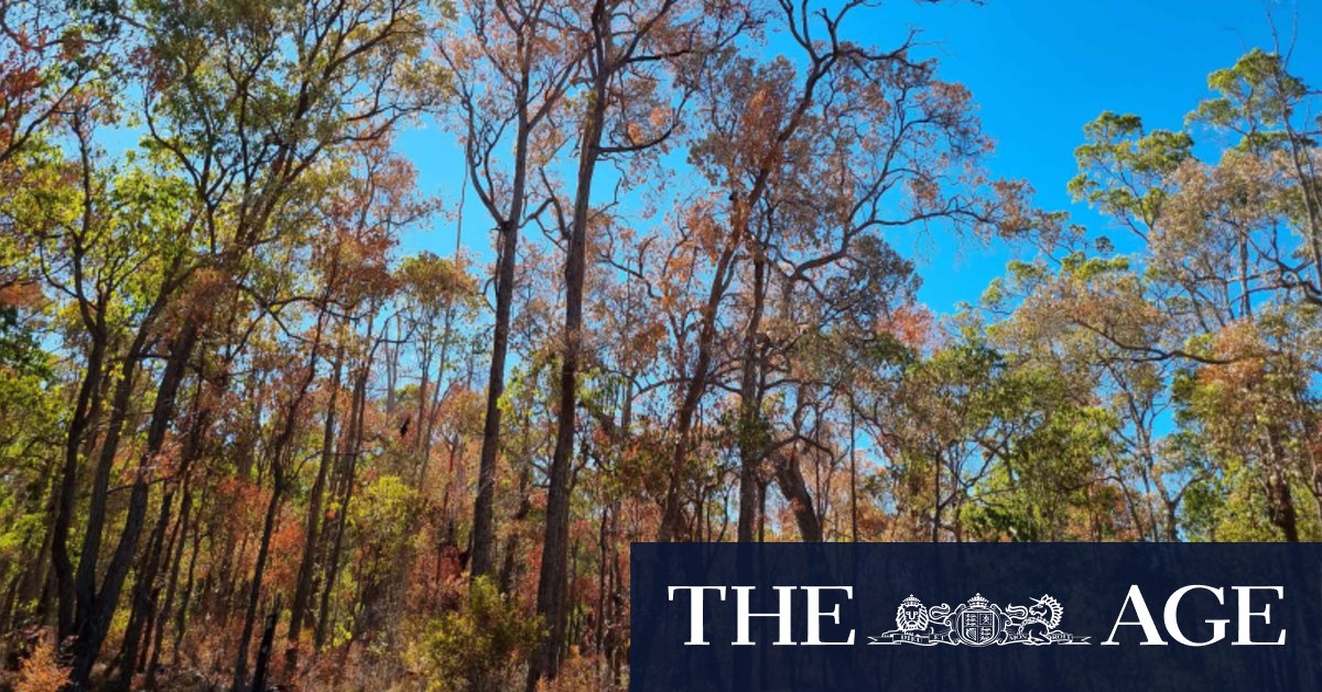 Drying and dying: South West forests hit by warming climate
