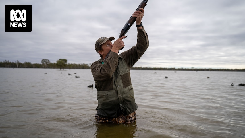 Duck hunting season begins in Victoria despite inquiry recommending it be outlawed