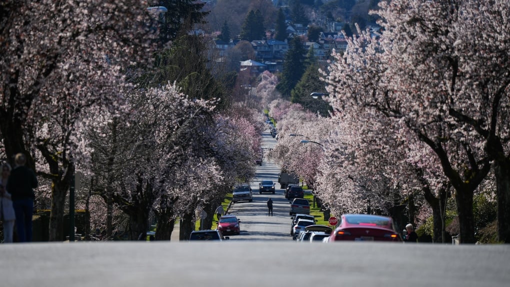 Early to bloom, early to fall: How record March weather is impacting Vancouver's cherry blossom trees