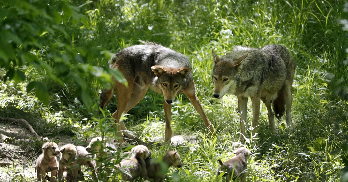 Letter: Contrast how wolves kill their prey with how humans kill wolves