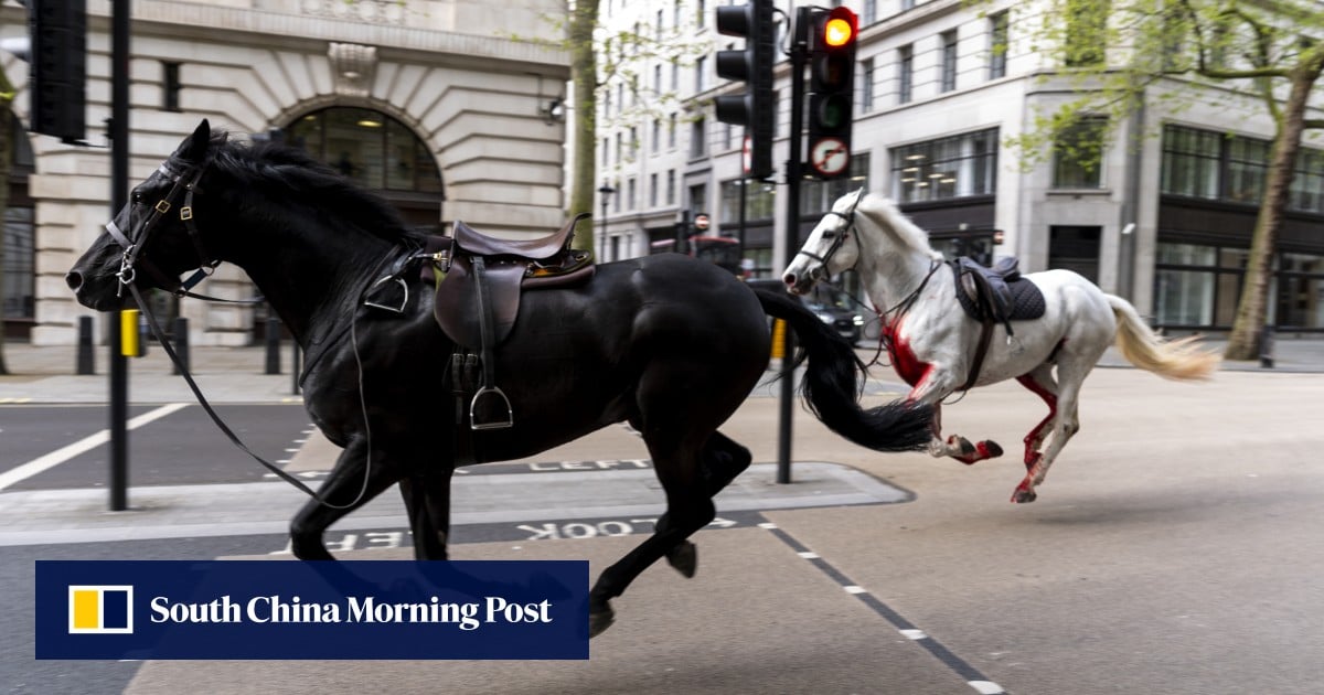 Escaped military horses run loose in central London