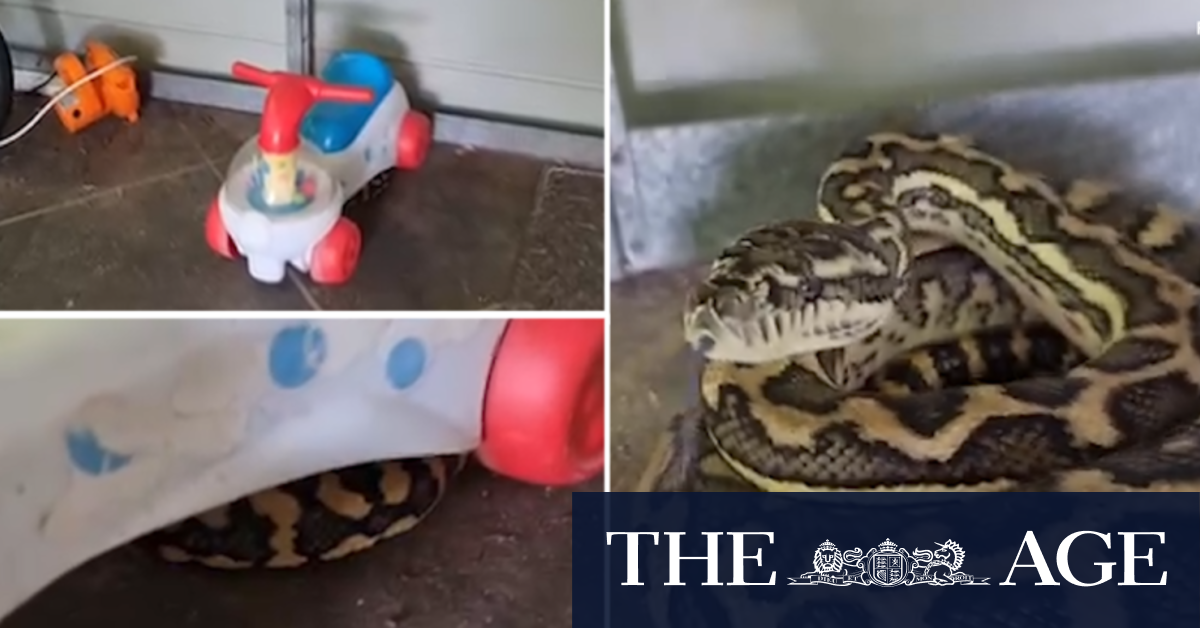 Family discovers 'snake ball' under toy in Brisbane garage