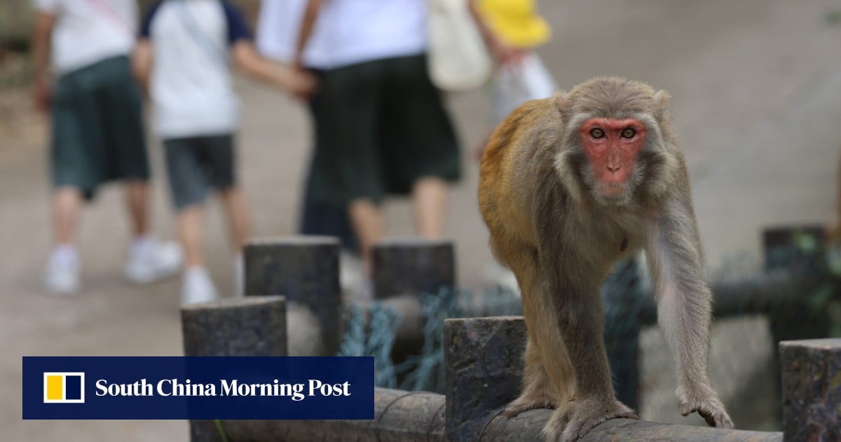 Hongkongers defy warnings, feed monkeys at country park, as man fights for life after B virus infection following attack