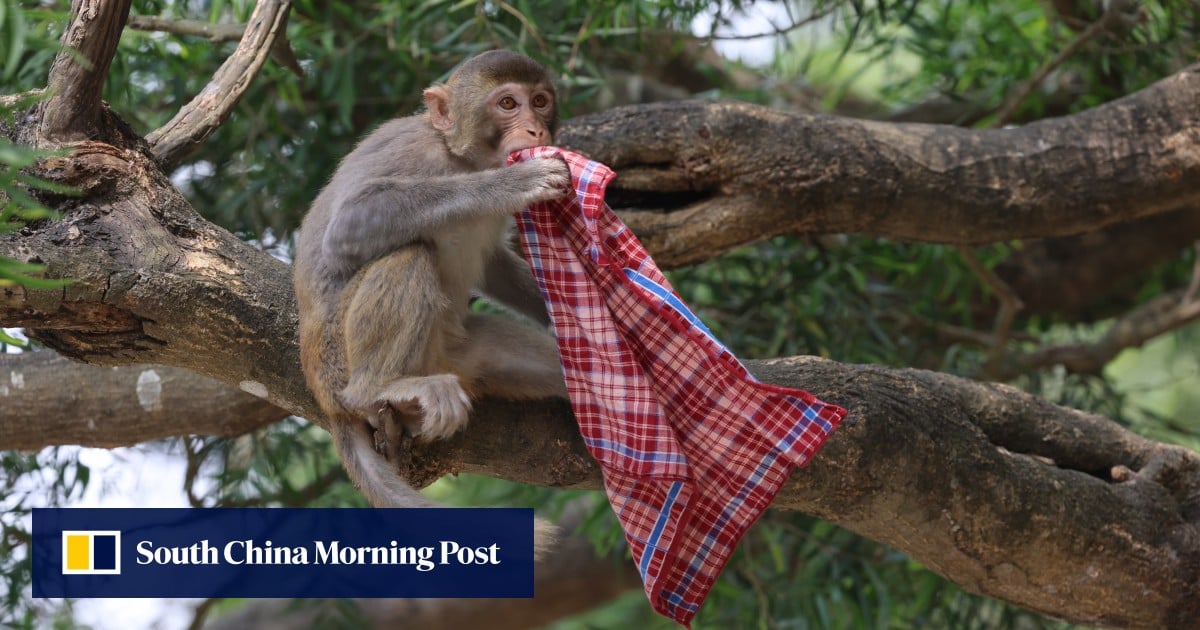 Hongkongers warned not to provoke wild monkeys after city records first human B virus case