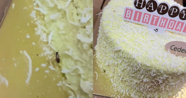 'Horrific and unhygienic': Woman finds baby cockroach crawling around cake from bakery chain