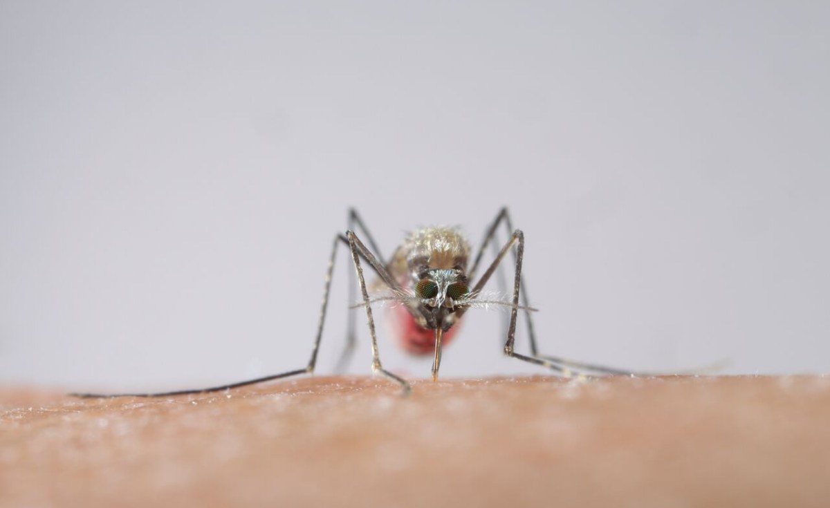 How to Stop Five-Year-Olds from Dying Every Minute this World Malaria Day