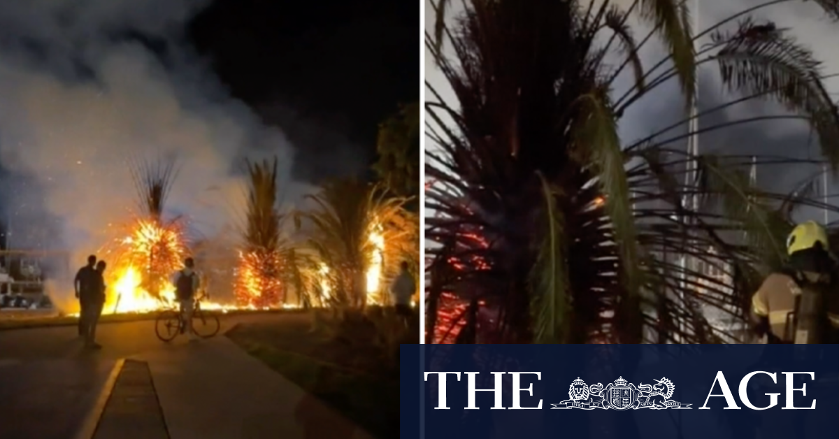 Iconic Melbourne palm trees go up in flames