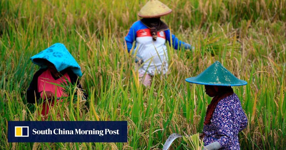 In rice-hungry Indonesia, El Nino-fuelled price hikes spark fears of food insecurity and unrest