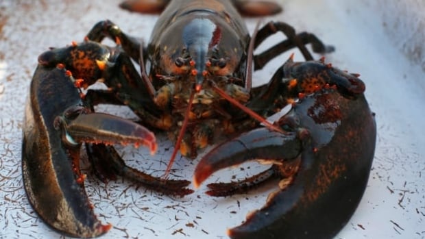Lobster harvesters in Atlantic Canada to vote on increasing minimum legal size this year