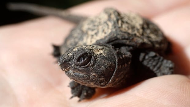 Man fined $35,000 for illegally importing turtles in boxes labelled 'children's building blocks'
