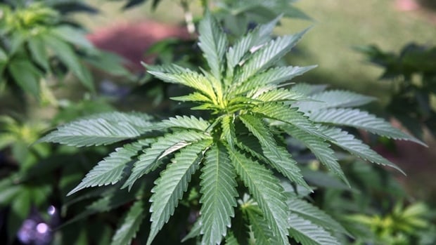 Manitoba government tables bill to end ban on homegrown recreational cannabis