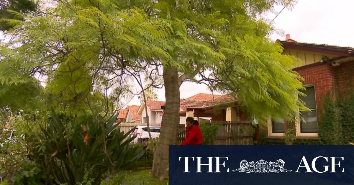 Melbourne council proposes ban on tree pruning