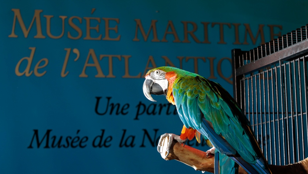 Merlin the Macaw leaving Halifax for Ontario due to depression and stress