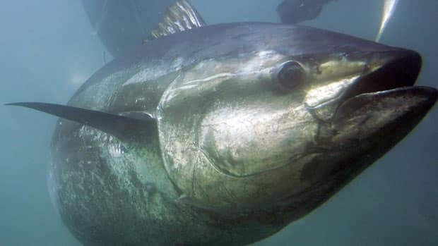 Mi'kmaw fisheries manager, environmentalist appointed to international tuna quota agency