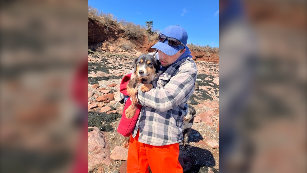 New Brunswick pup shows perseverance after surviving nearly a month on a cliff 