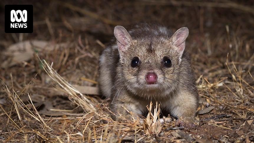 Northern quoll research uncovers puzzling midnight nap behaviour