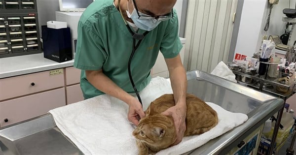 Number of animal hospitals nationwide set to reach 2,000 by next year