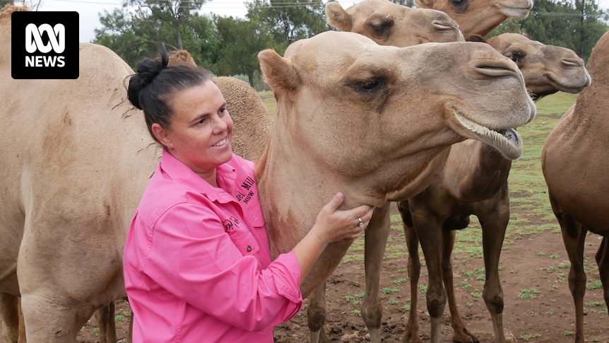 Only camel dairy in NSW run by Hunter Valley farmer Michelle Phillip near Muswellbrook