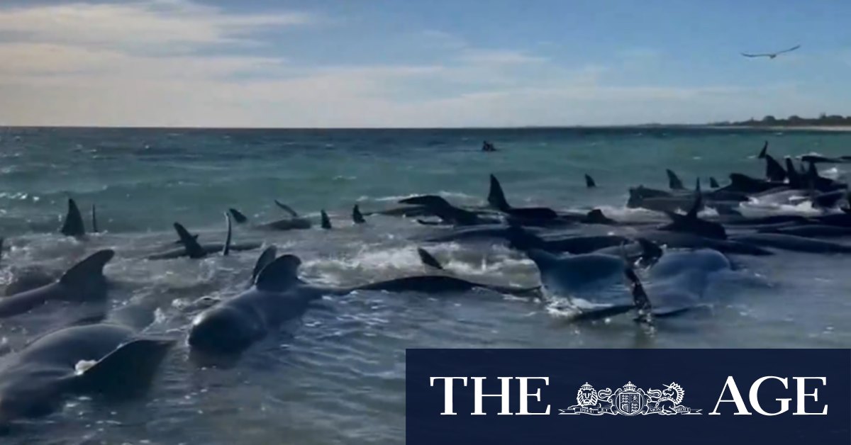 Orphaned baby whale discovered after mass-stranding