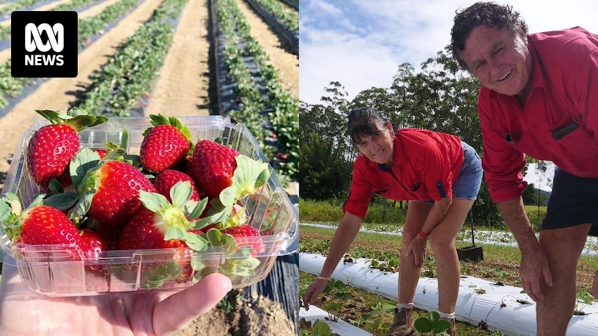 Owners of Ballantyne's 'pick your own' strawberry farm sell up after decades in agritourism