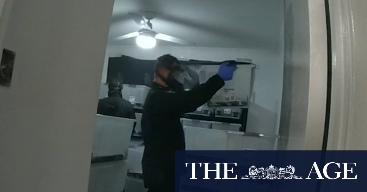 Police uncover magic mushroom operation in Queensland