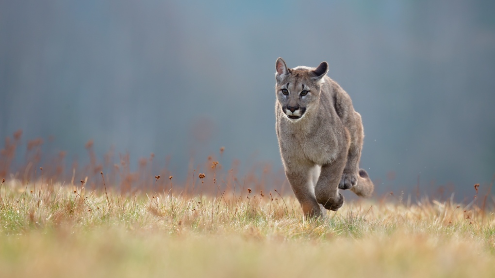 Police warn of cougar sighting in Saanich backyard