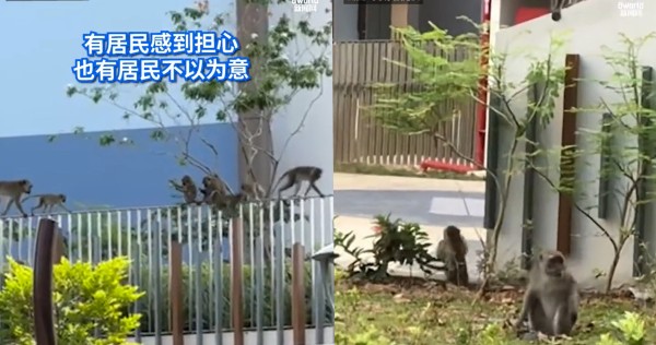 Punggol East residents fear monkeys would attack kids, steal food after their reappearance in neighbourhood