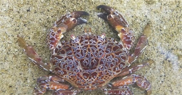 Rare spotting of toxic 'devil crab' reported in Penghu