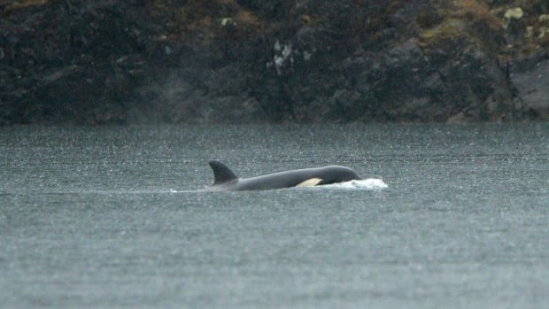 Rescue of trapped killer whale calf in B.C. underway, First Nation says