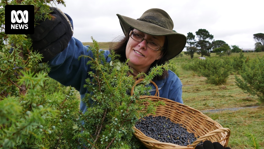 Research backs Australian farmers growing juniper berries to support nation's gin industry
